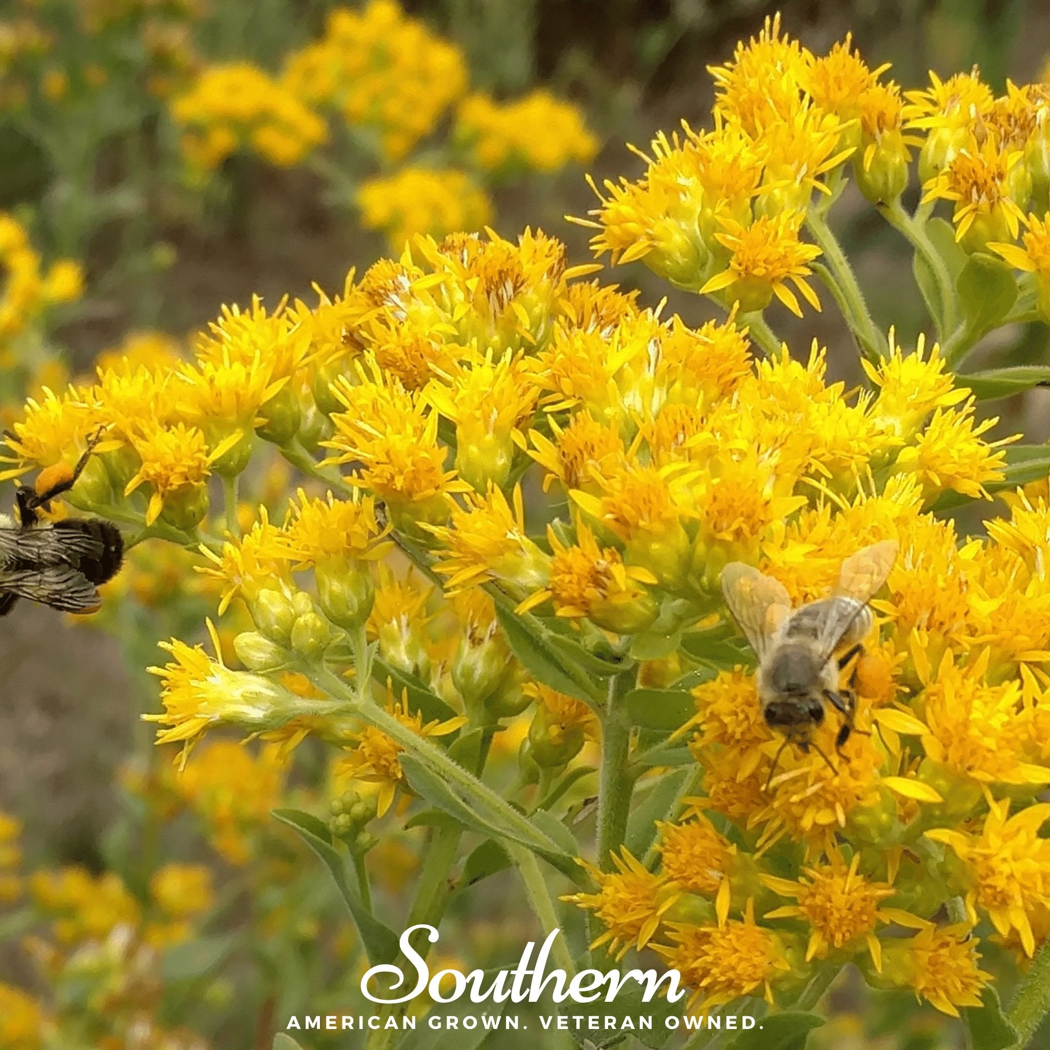 Goldenrod, Stiff (Solidago rigida) - 100 Seeds - Southern Seed Exchange