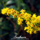 Goldenrod, Stiff (Solidago rigida) - 100 Seeds - Southern Seed Exchange