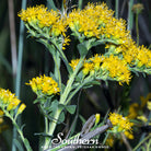 Goldenrod, Stiff (Solidago rigida) - 100 Seeds - Southern Seed Exchange