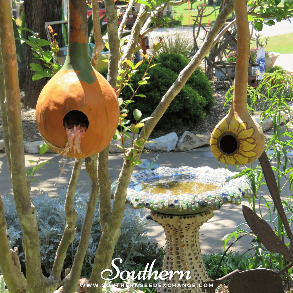 Gourd, Birdhouse Bottle (Lagenaria siceraria Dipper) - 15 Seeds - Southern Seed Exchange