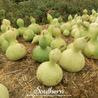 Gourd, Birdhouse Bottle (Lagenaria siceraria Dipper) - 15 Seeds - Southern Seed Exchange