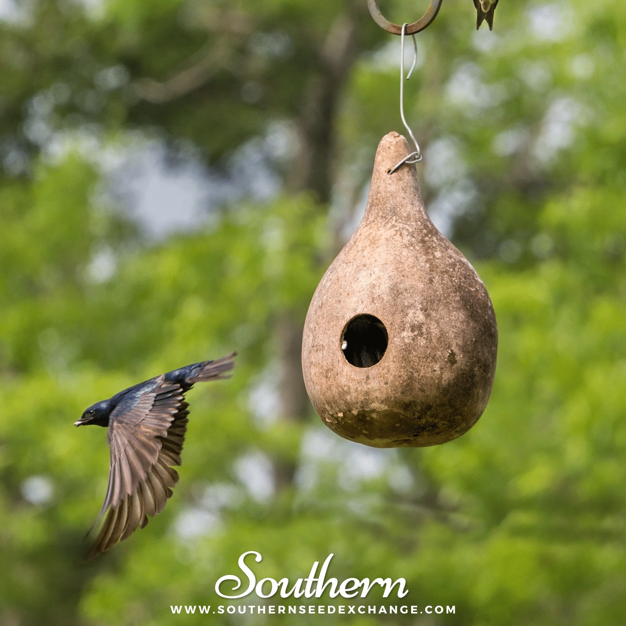 Gourd, Birdhouse Bottle (Lagenaria siceraria Dipper) - 15 Seeds - Southern Seed Exchange