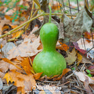 Gourd, Birdhouse Bottle (Lagenaria siceraria Dipper) - 15 Seeds - Southern Seed Exchange