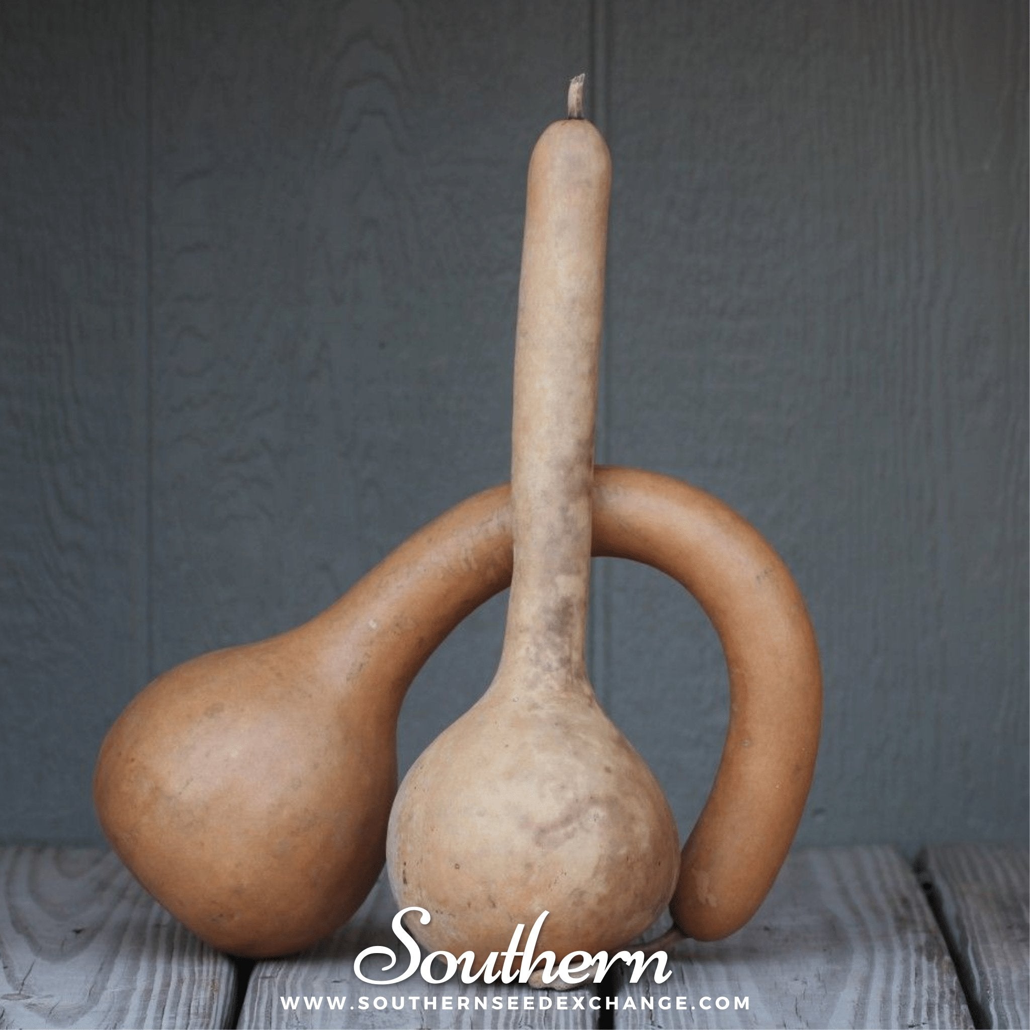 Gourd, Dipper (Lagenaria siceraria Dipper) - 15 Seeds - Southern Seed Exchange