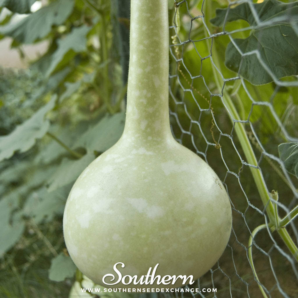 Gourd, Dipper (Lagenaria siceraria Dipper) - 15 Seeds - Southern Seed Exchange