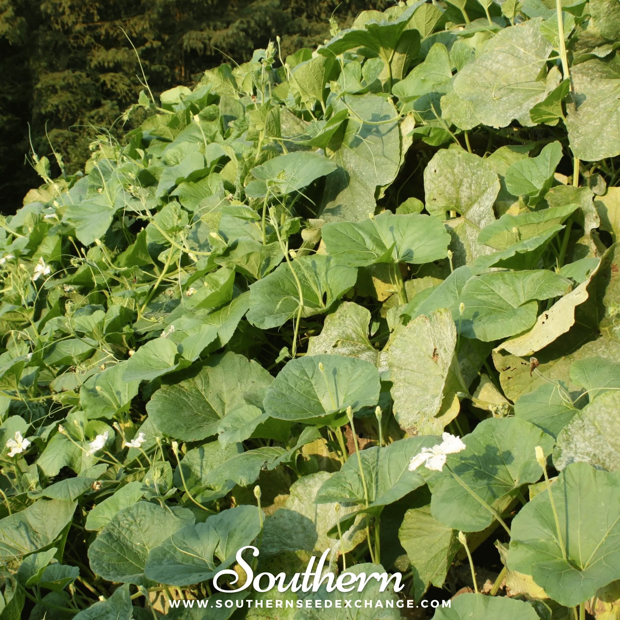 Gourd, Dipper (Lagenaria siceraria Dipper) - 15 Seeds - Southern Seed Exchange