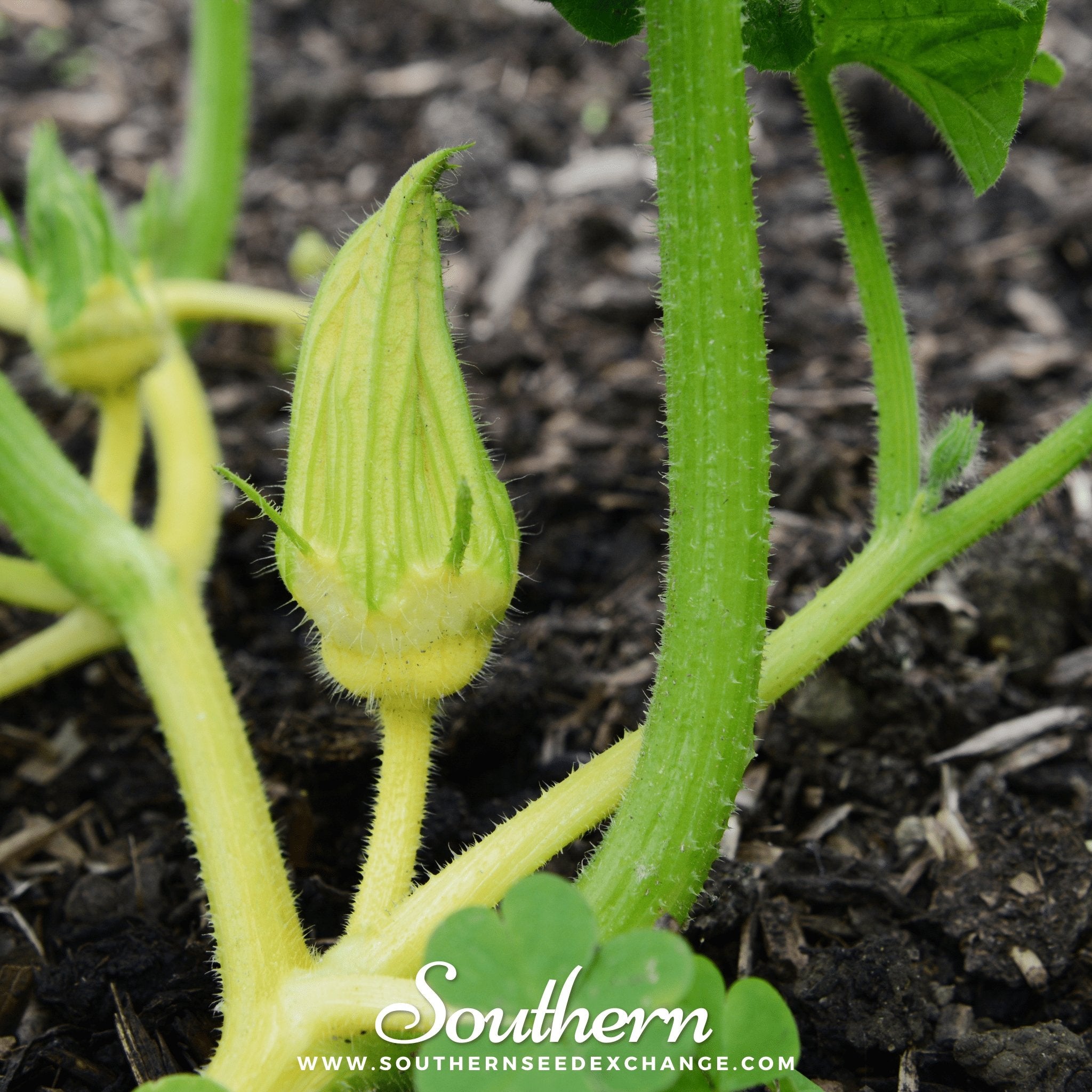 Gourd, Turks Turban (Cucurbita maixima) - 10 Seeds - Southern Seed Exchange