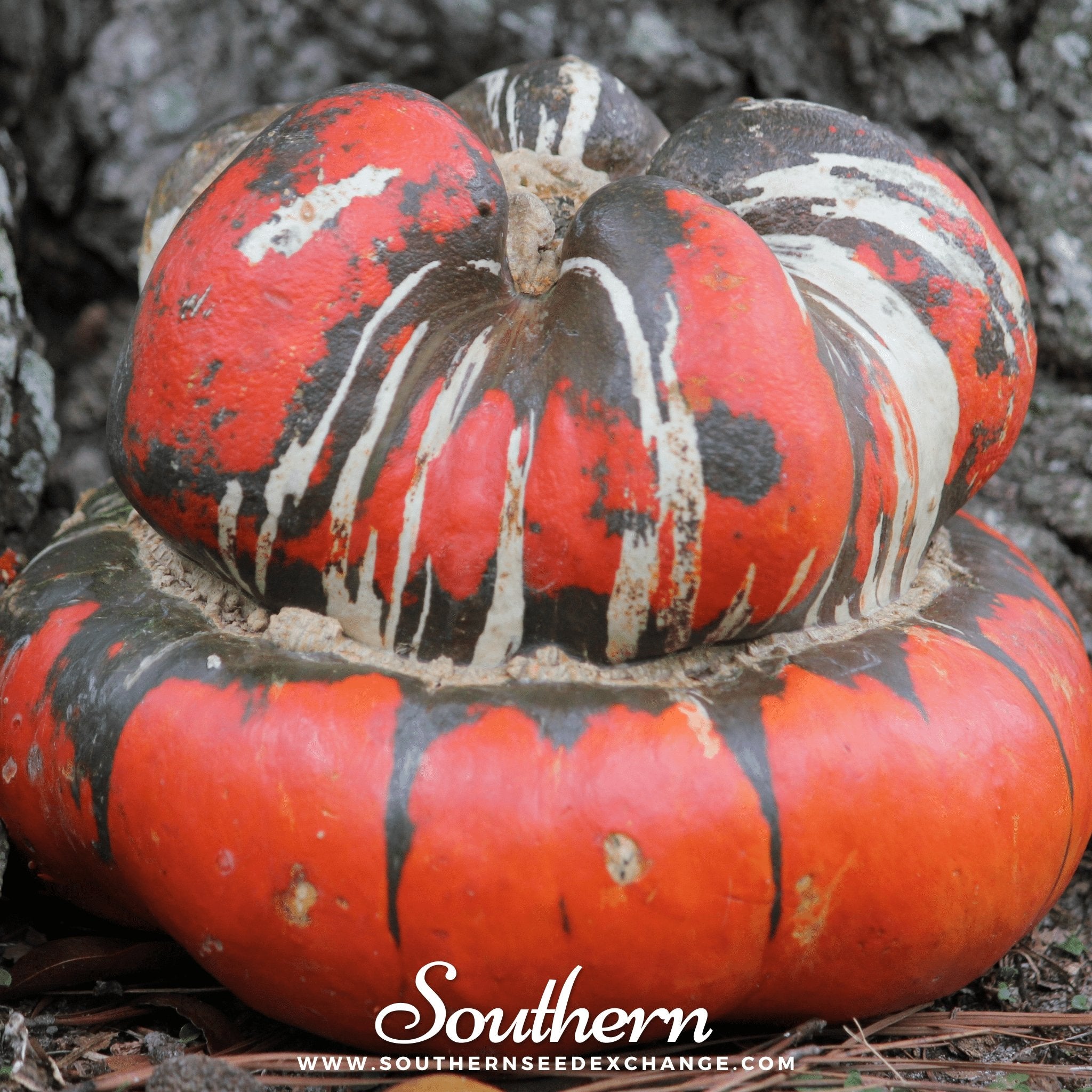 Gourd, Turks Turban (Cucurbita maixima) - 10 Seeds - Southern Seed Exchange