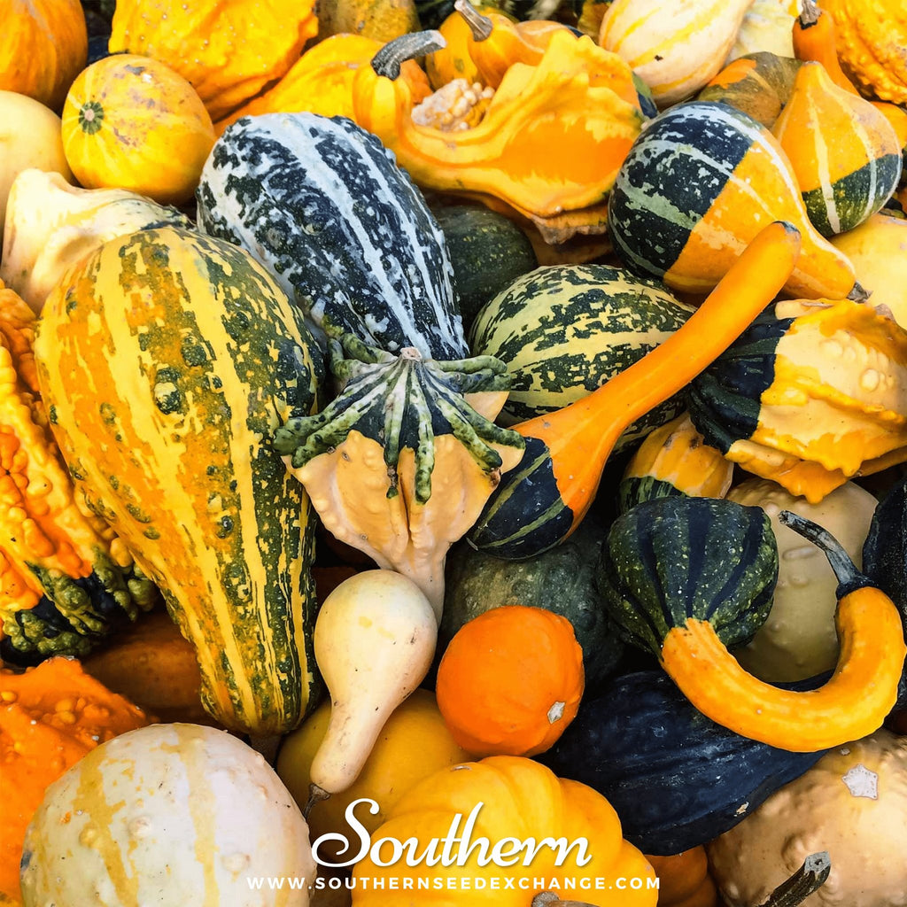 Gourds, Large Mix (Cucurbita pepo) - 20 Seeds - Southern Seed Exchange