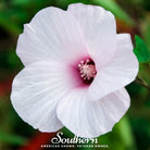 Hibiscus, Rose Mallow (Hibiscus militaris) - 25 Seeds - Southern Seed Exchange