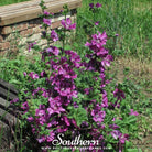 Hollyhock, French (Malva Sylvestris Mauritiana) - 25 Seeds - Southern Seed Exchange