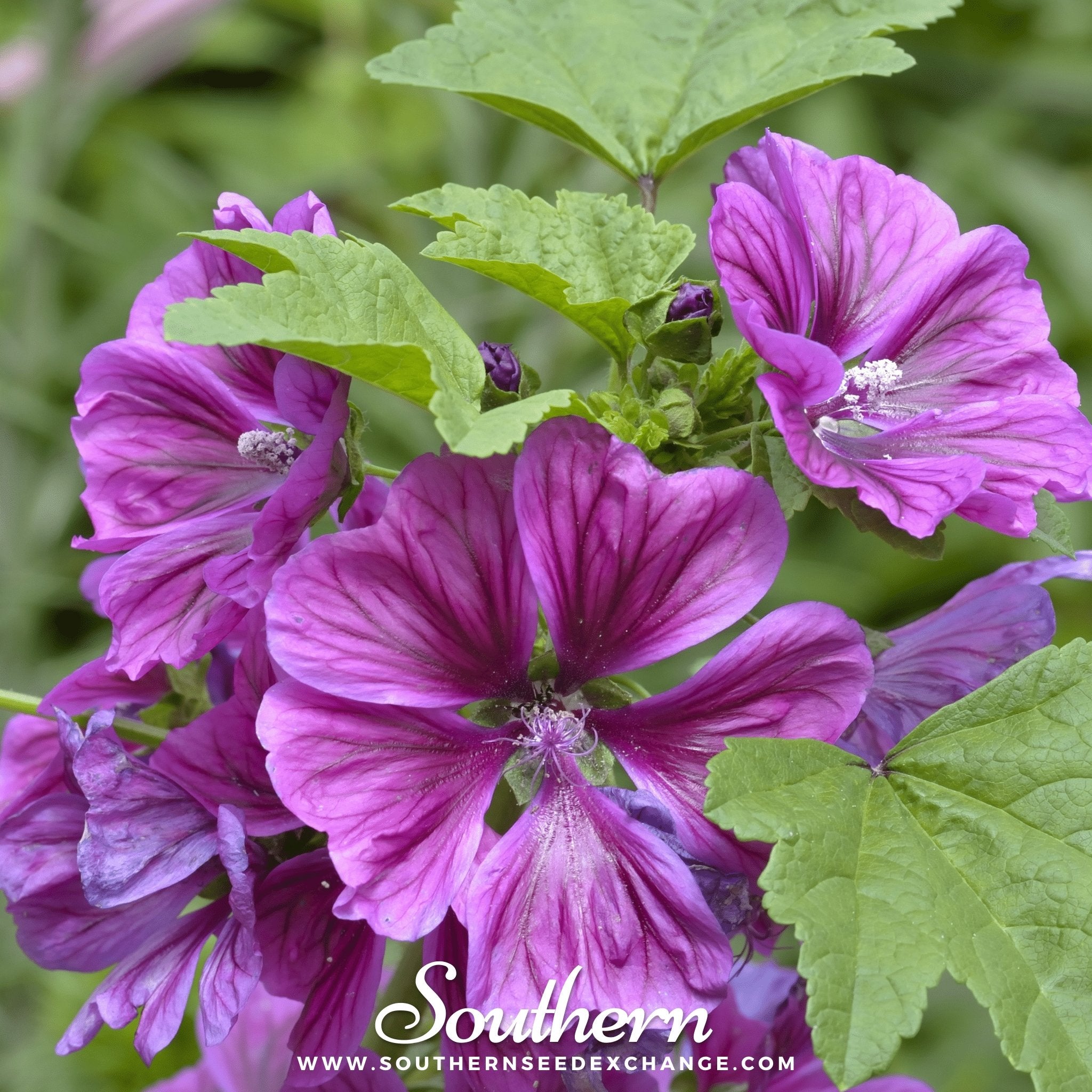 Hollyhock, French (Malva Sylvestris Mauritiana) - 25 Seeds - Southern Seed Exchange