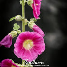 Hollyhock, Pink (Alcea Rosea) - 25 Seeds - Southern Seed Exchange