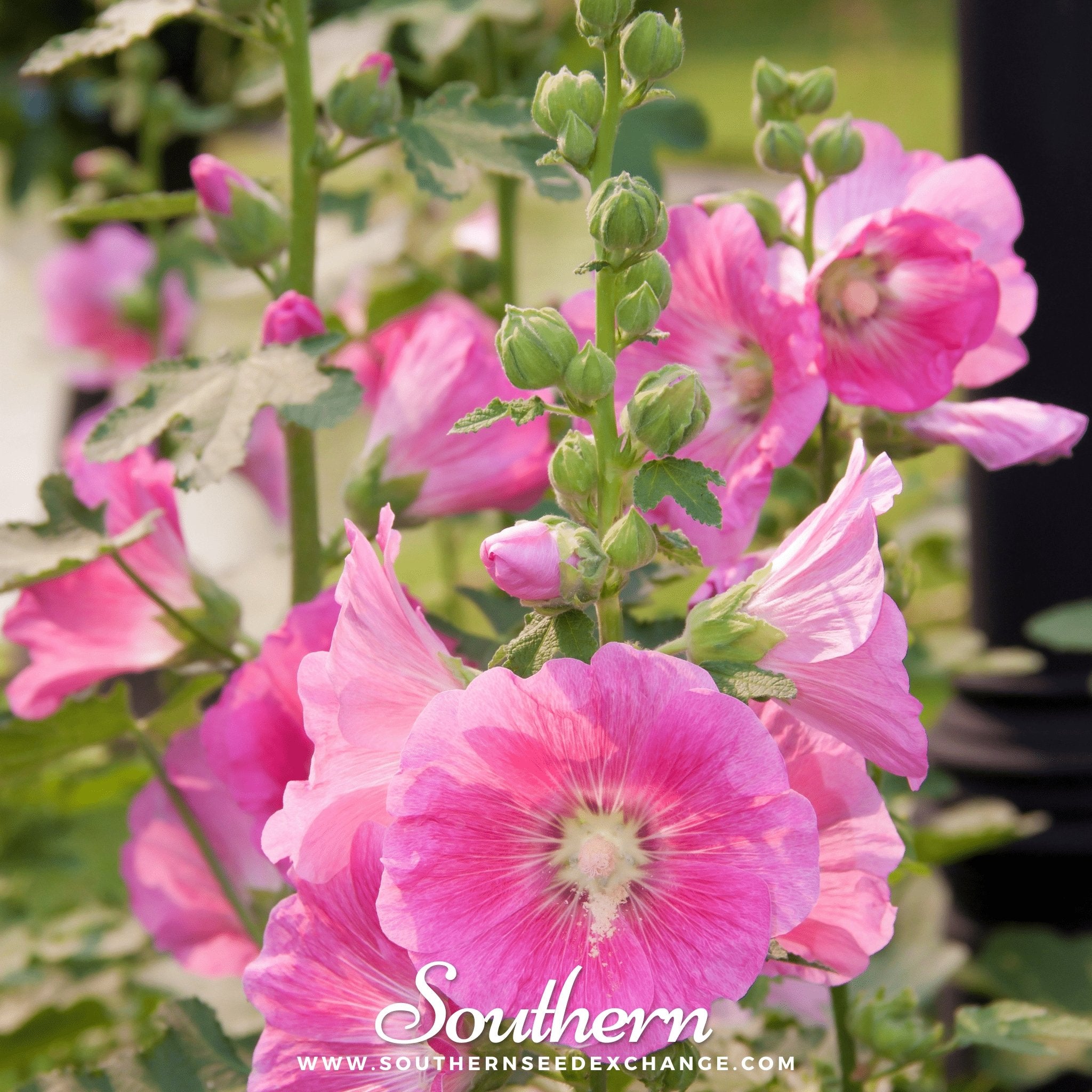 Hollyhock, Pink (Alcea Rosea) - 25 Seeds - Southern Seed Exchange