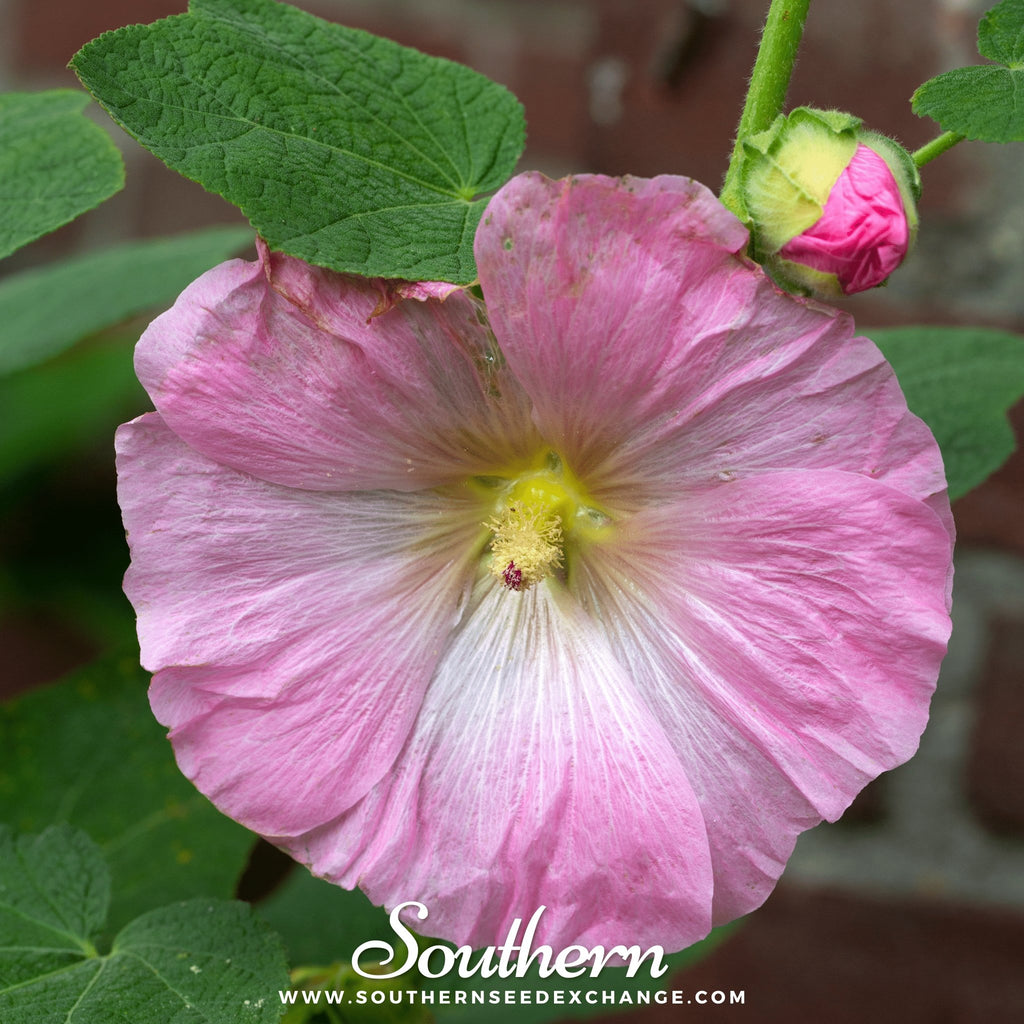 Hollyhock, Pink (Alcea Rosea) - 25 Seeds - Southern Seed Exchange