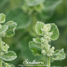 Horehound, White (Marrubium vulgare) - 50 Seeds - Southern Seed Exchange