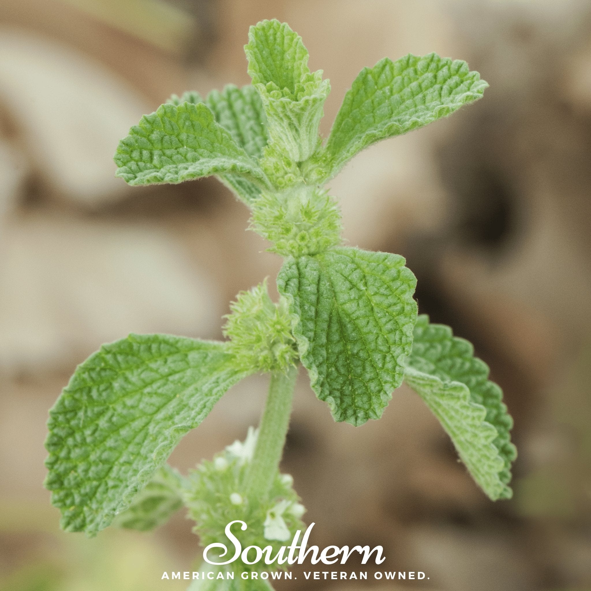 Horehound, White (Marrubium vulgare) - 50 Seeds - Southern Seed Exchange