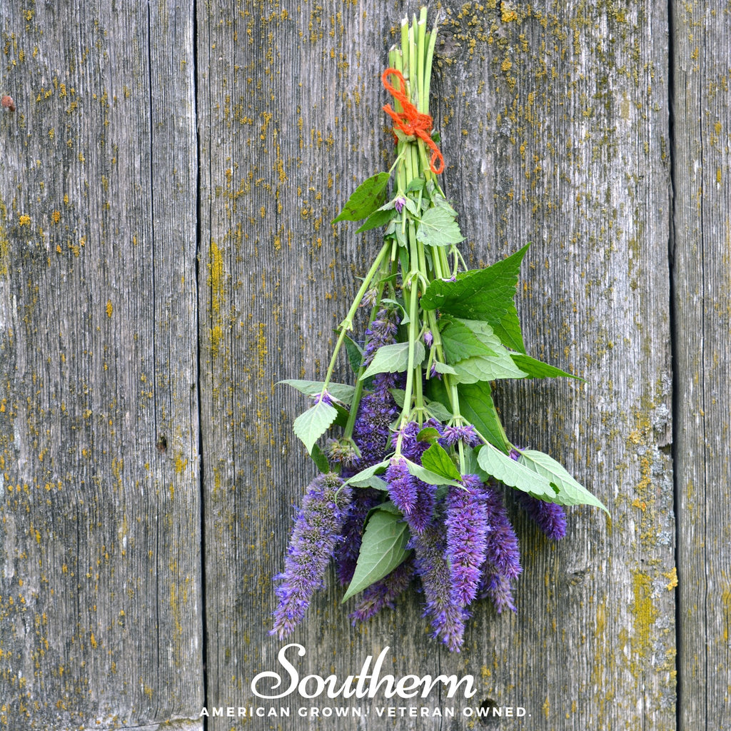 Hyssop, Anise (Agastache foeniculum) - 200 Seeds - Southern Seed Exchange