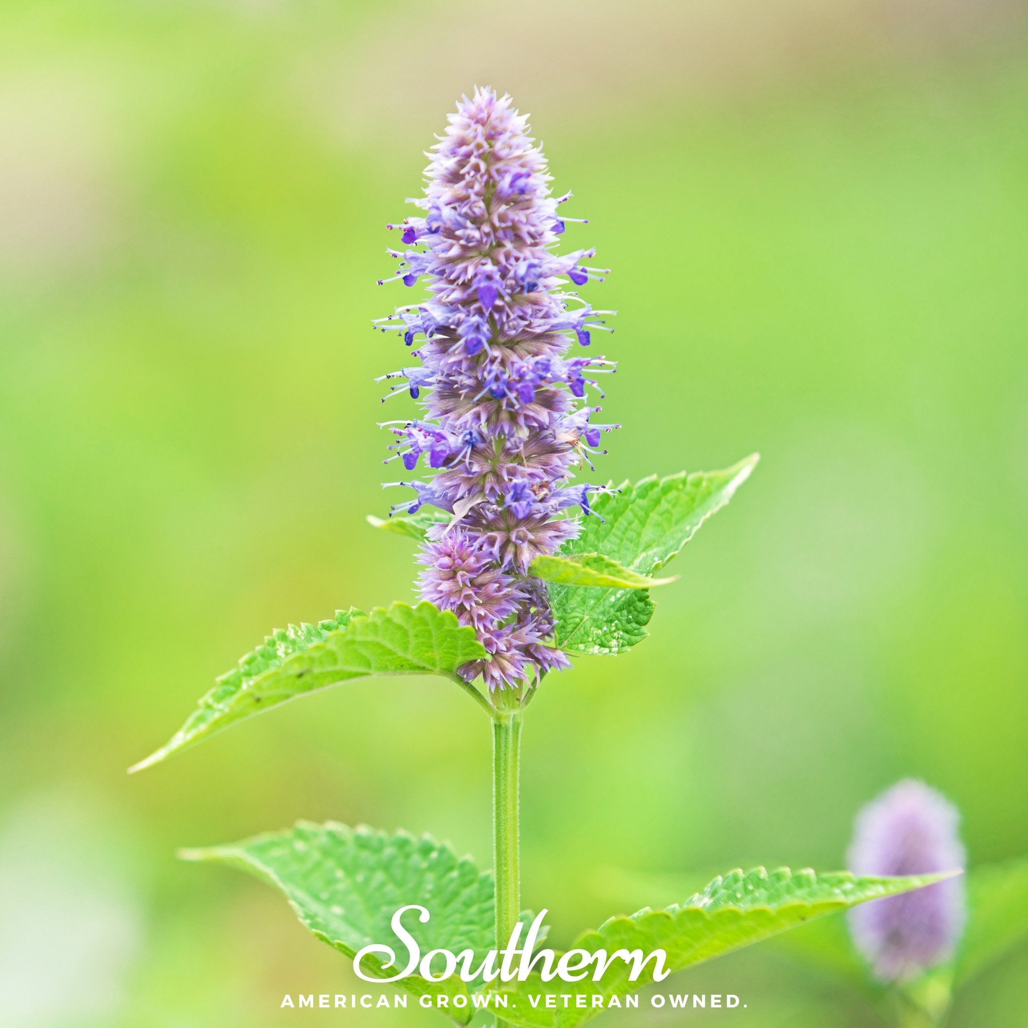 Hyssop, Anise (Agastache foeniculum) - 200 Seeds - Southern Seed Exchange