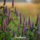 Hyssop, Anise (Agastache foeniculum) - 200 Seeds - Southern Seed Exchange