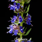 Hyssop, Blue (Hyssopus officinalis) - 200 Seeds - Southern Seed Exchange