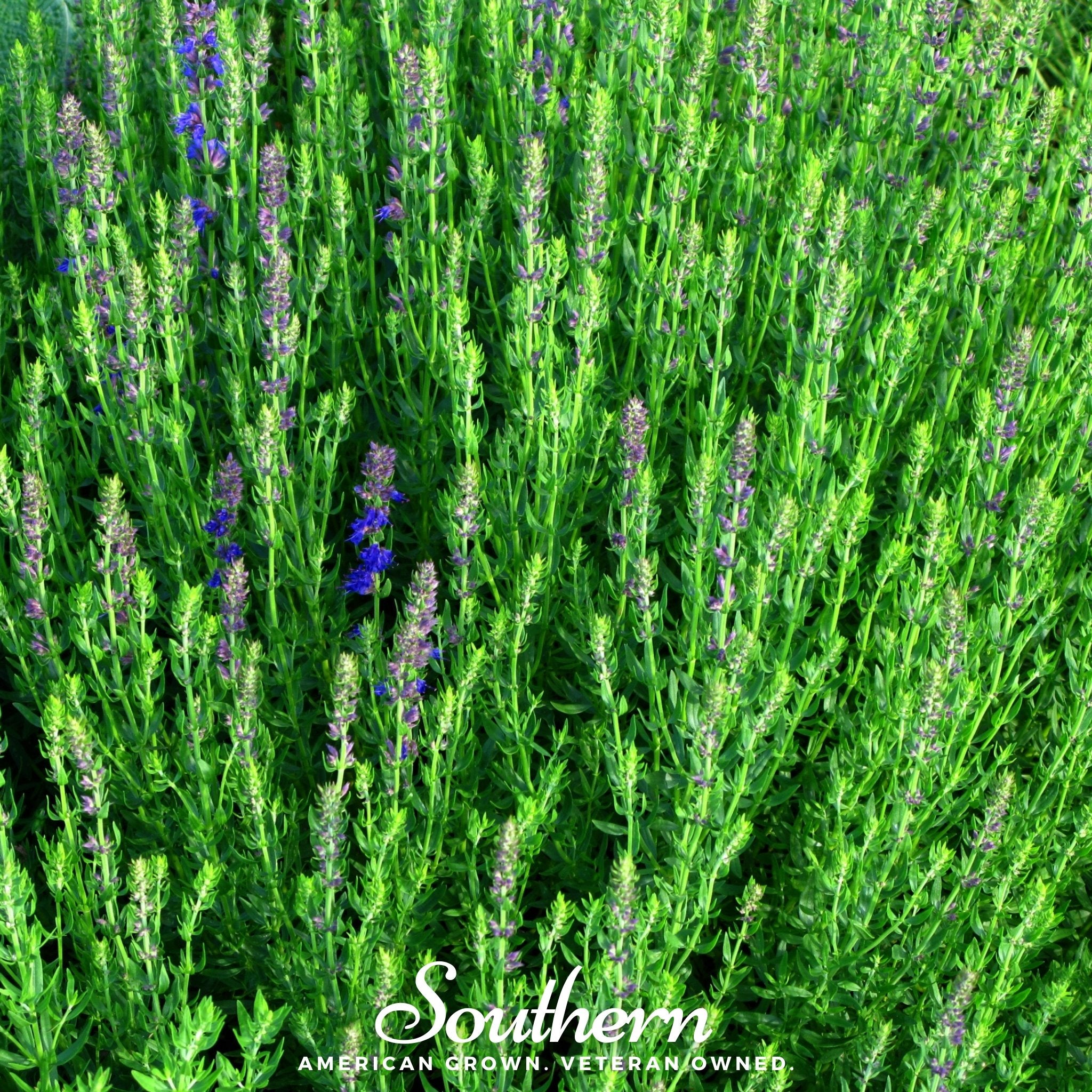 Hyssop, Blue (Hyssopus officinalis) - 200 Seeds - Southern Seed Exchange