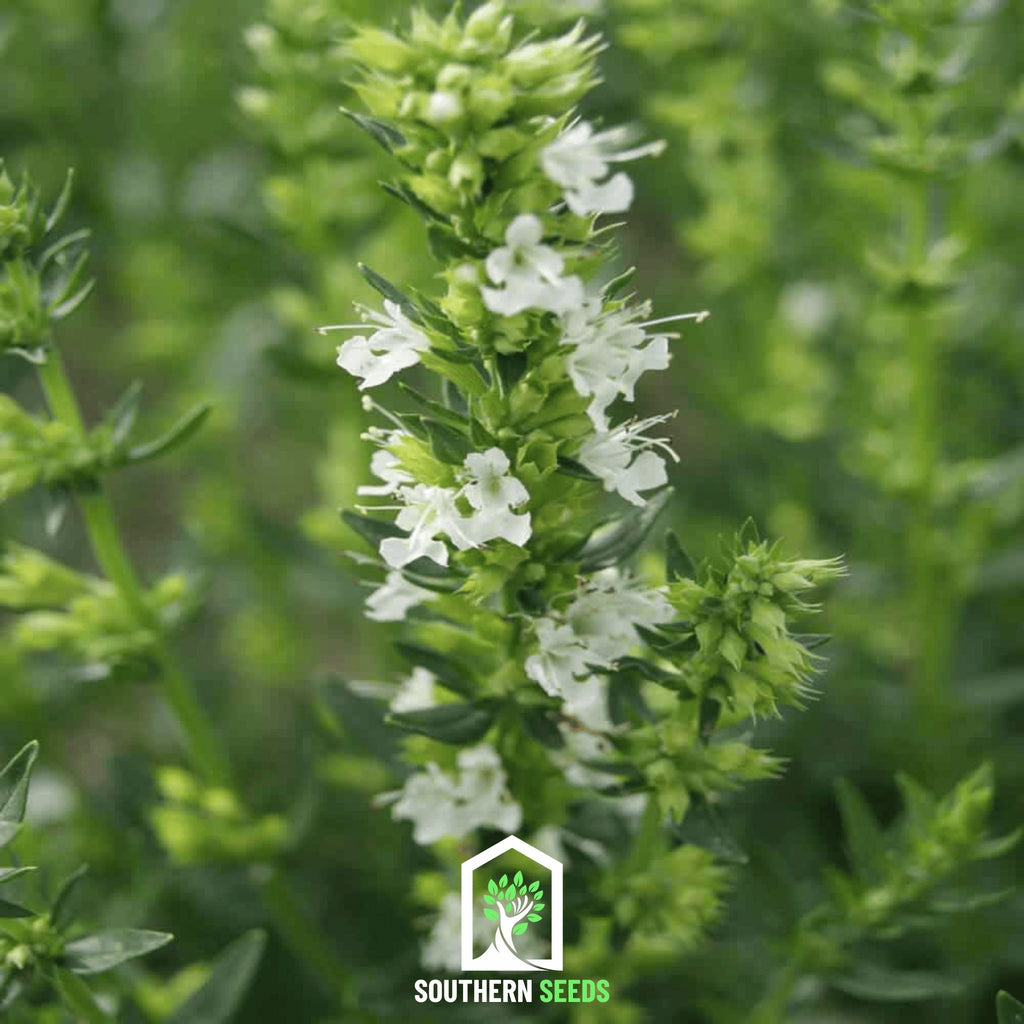 Hyssop, White (Hyssopus officinalis) - 50 Seeds - Southern Seed Exchange