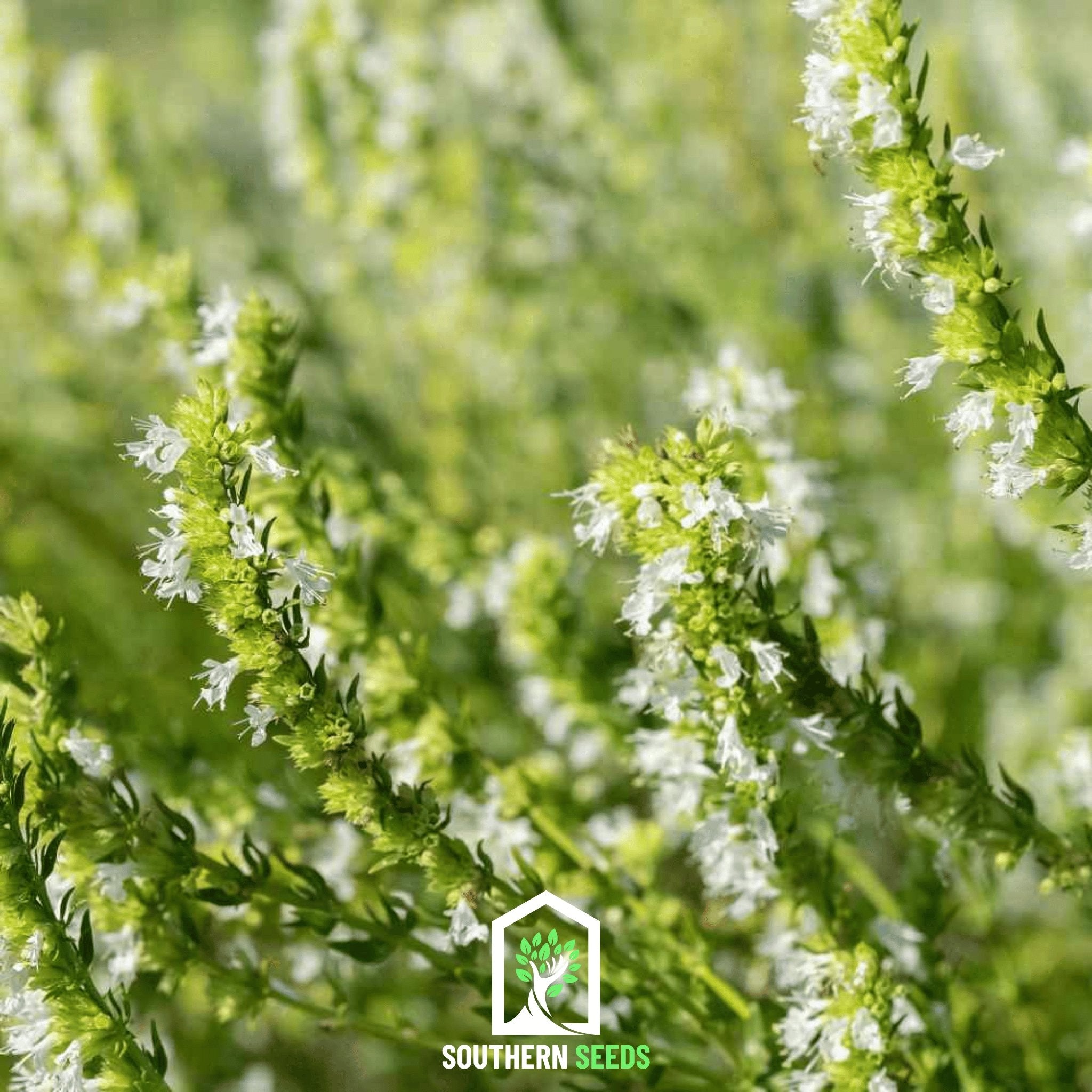 Hyssop, White (Hyssopus officinalis) - 50 Seeds - Southern Seed Exchange