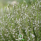 Hyssop, White (Hyssopus officinalis) - 50 Seeds - Southern Seed Exchange