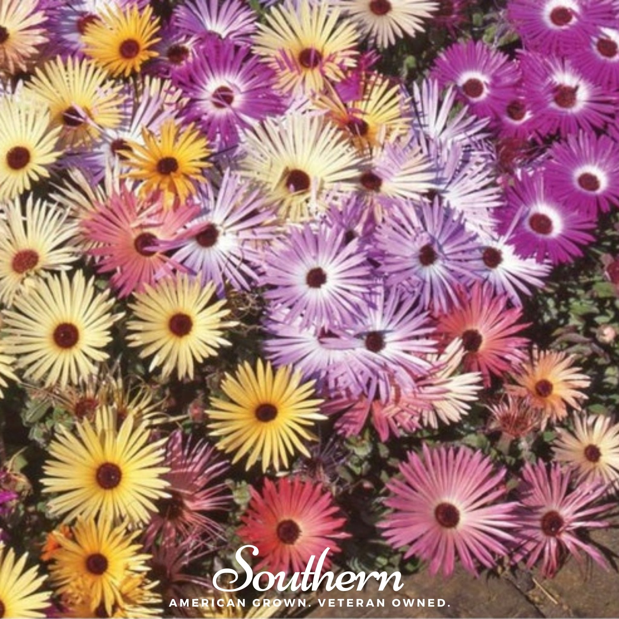 Ice Plant Mix (Mesembryanthemem criniflorum) - 250 Seeds - Southern Seed Exchange