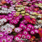 Ice Plant Mix (Mesembryanthemem criniflorum) - 250 Seeds - Southern Seed Exchange