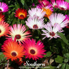 Ice Plant Mix (Mesembryanthemem criniflorum) - 250 Seeds - Southern Seed Exchange