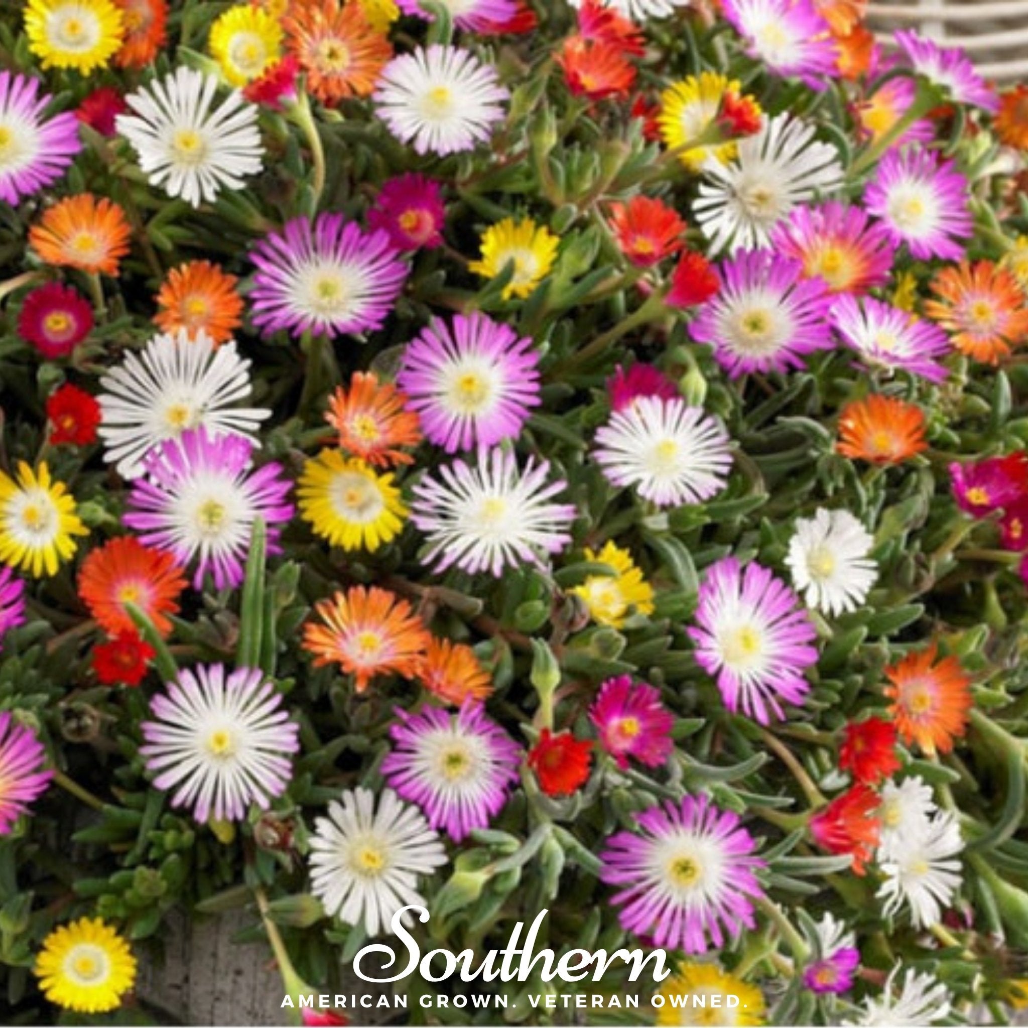 Ice Plant Mix (Mesembryanthemem criniflorum) - 250 Seeds - Southern Seed Exchange