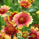 Indian Blanket - Firewheel (Gaillardia pulchella) - 200 Seeds - Southern Seed Exchange