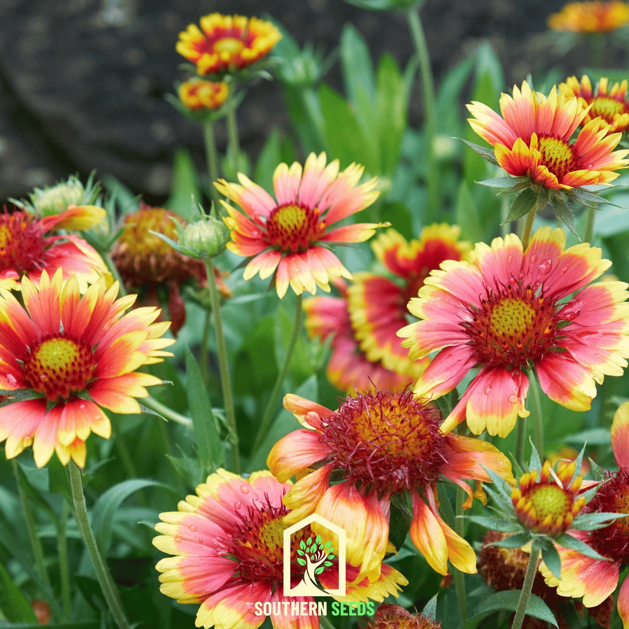 Indian Blanket - Firewheel (Gaillardia pulchella) - 200 Seeds - Southern Seed Exchange