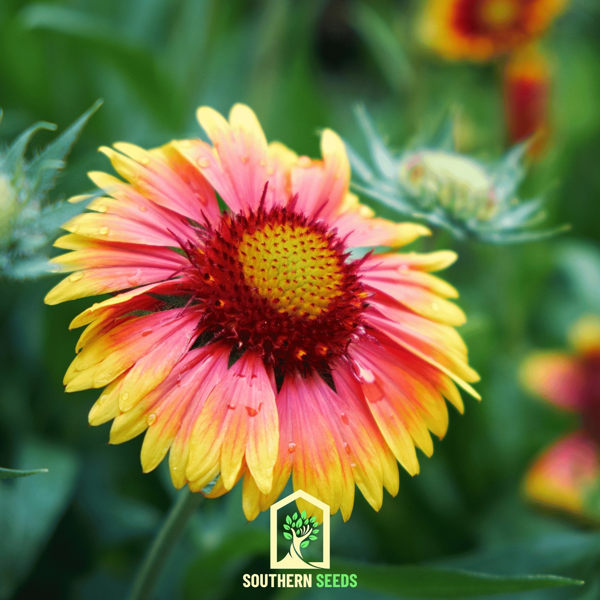 Indian Blanket - Firewheel (Gaillardia pulchella) - 200 Seeds - Southern Seed Exchange