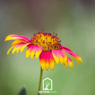 Indian Blanket - Firewheel (Gaillardia pulchella) - 200 Seeds - Southern Seed Exchange