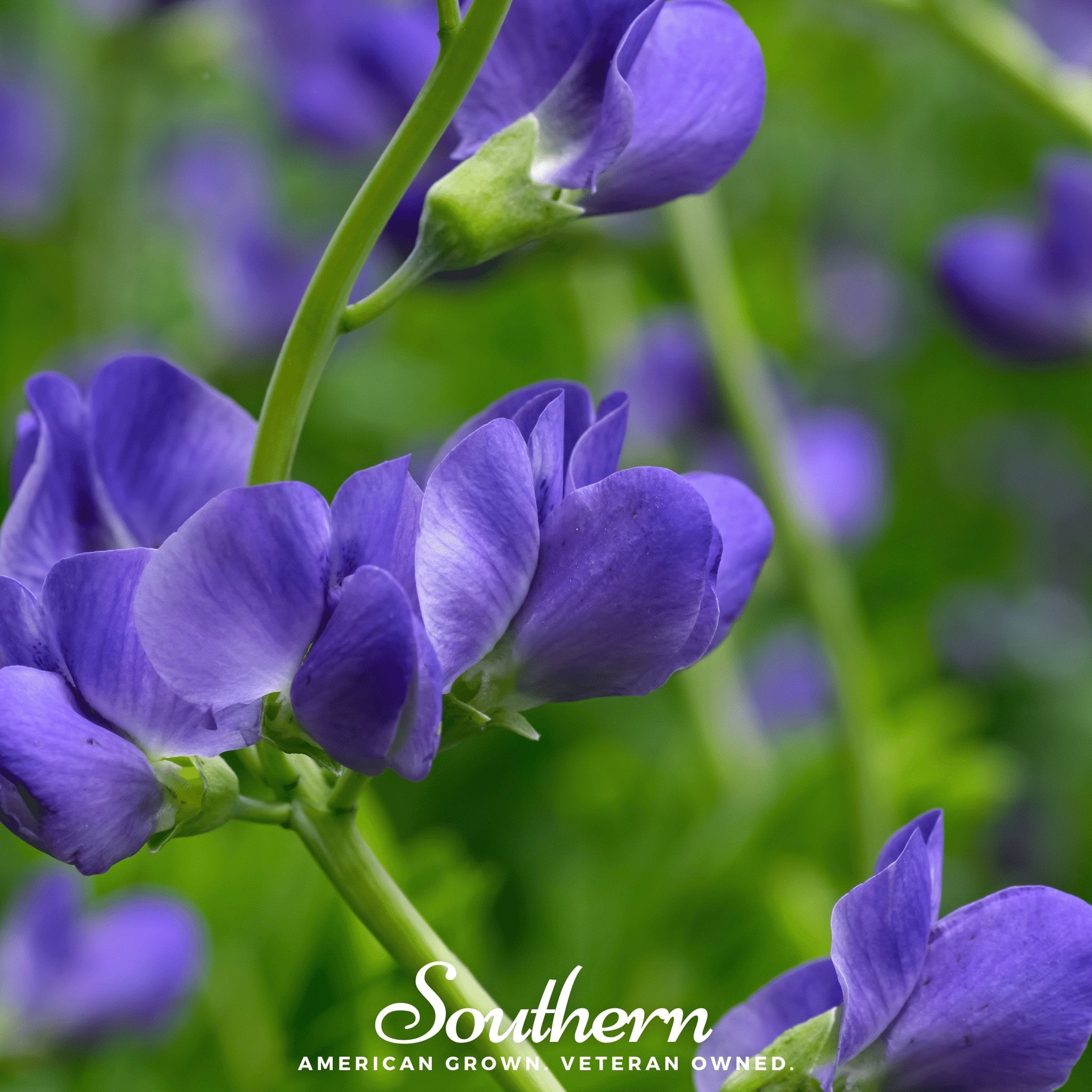 Indigo, Wild Blue (Baptisia australis) - 35 Seeds - Southern Seed Exchange