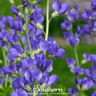 Indigo, Wild Blue (Baptisia australis) - 35 Seeds - Southern Seed Exchange