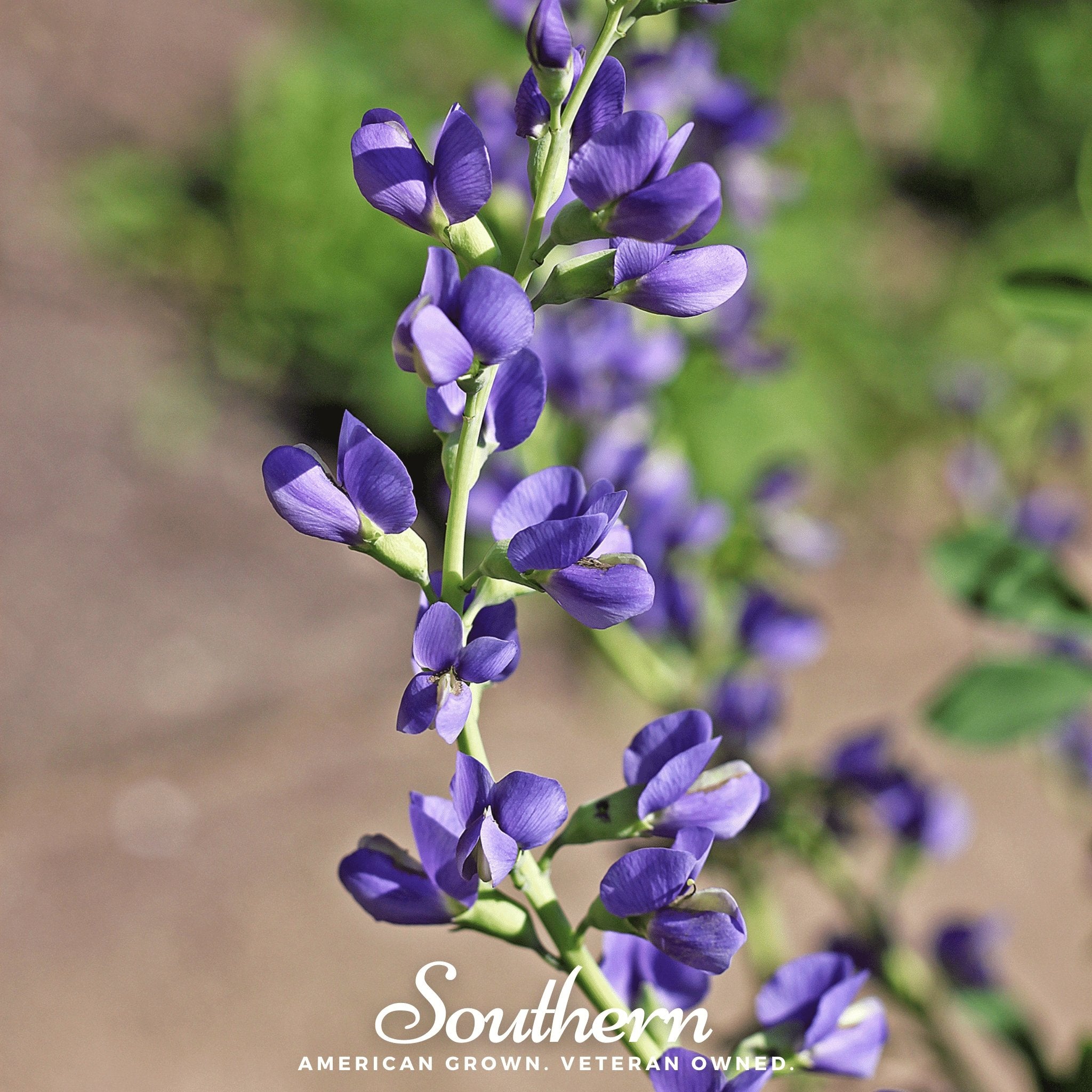 Indigo, Wild Blue (Baptisia australis) - 35 Seeds - Southern Seed Exchange