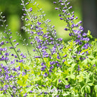 Indigo, Wild Blue (Baptisia australis) - 35 Seeds - Southern Seed Exchange