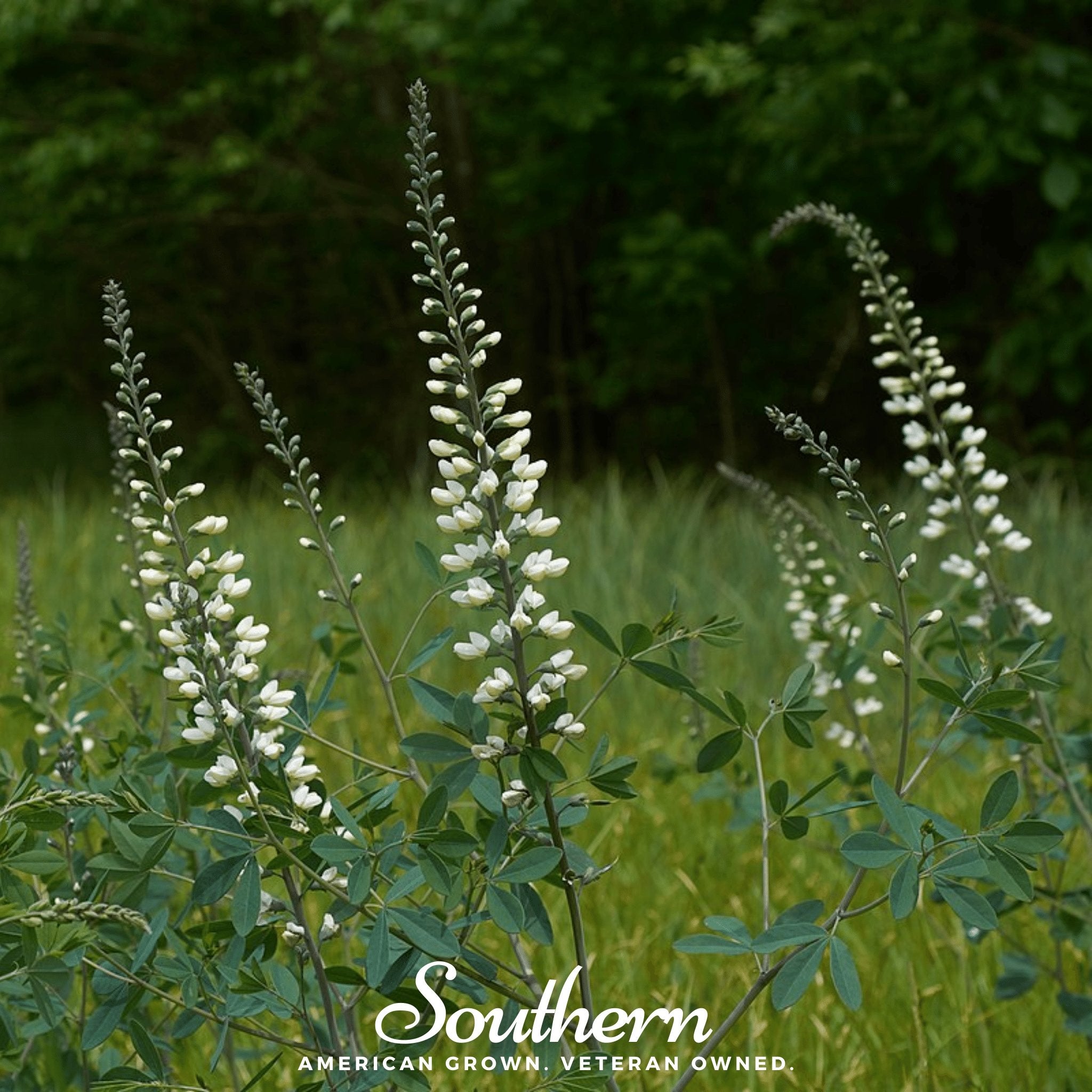 Indigo, Wild White (Baptisia alba) - 35 Seeds - Southern Seed Exchange