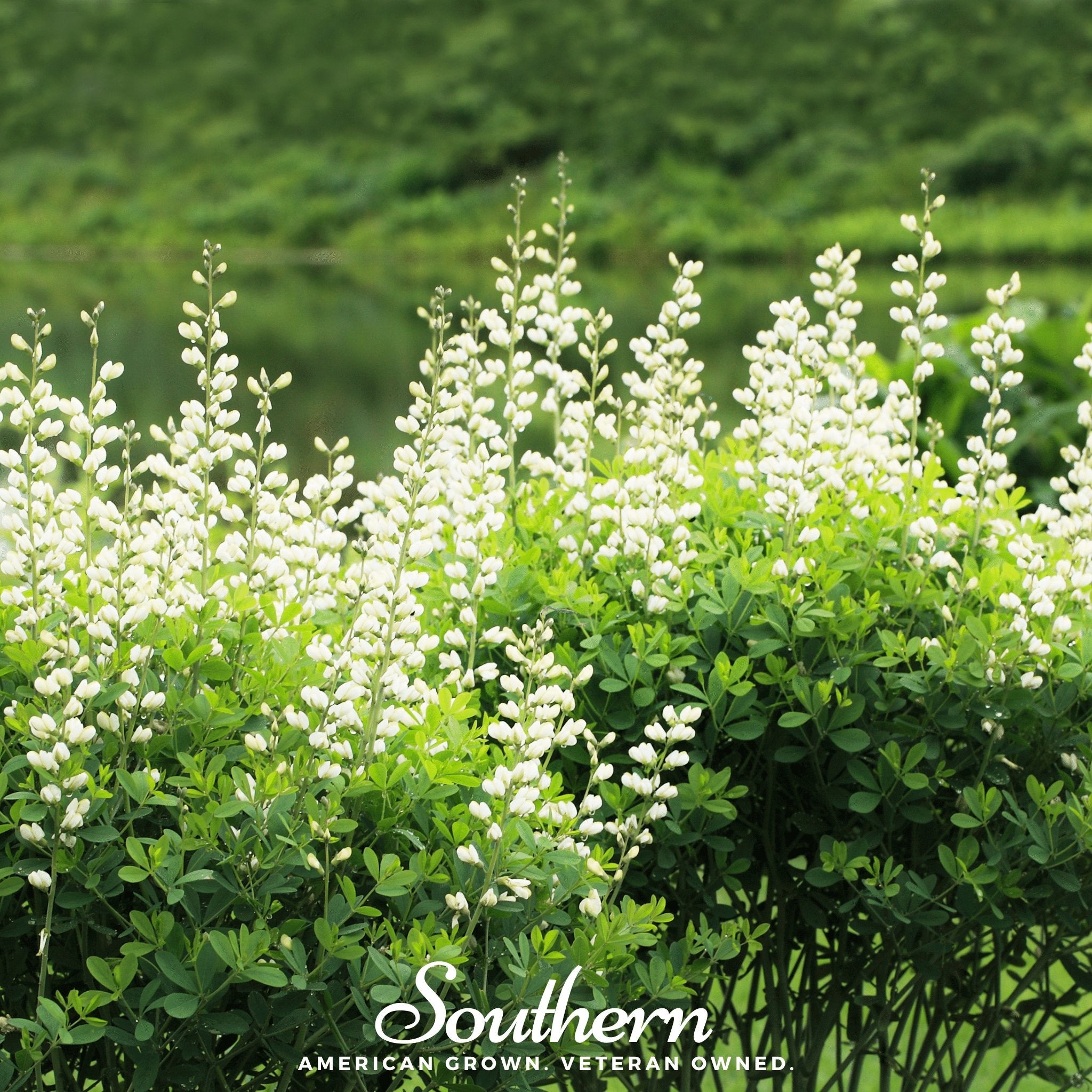 Indigo, Wild White (Baptisia alba) - 35 Seeds - Southern Seed Exchange