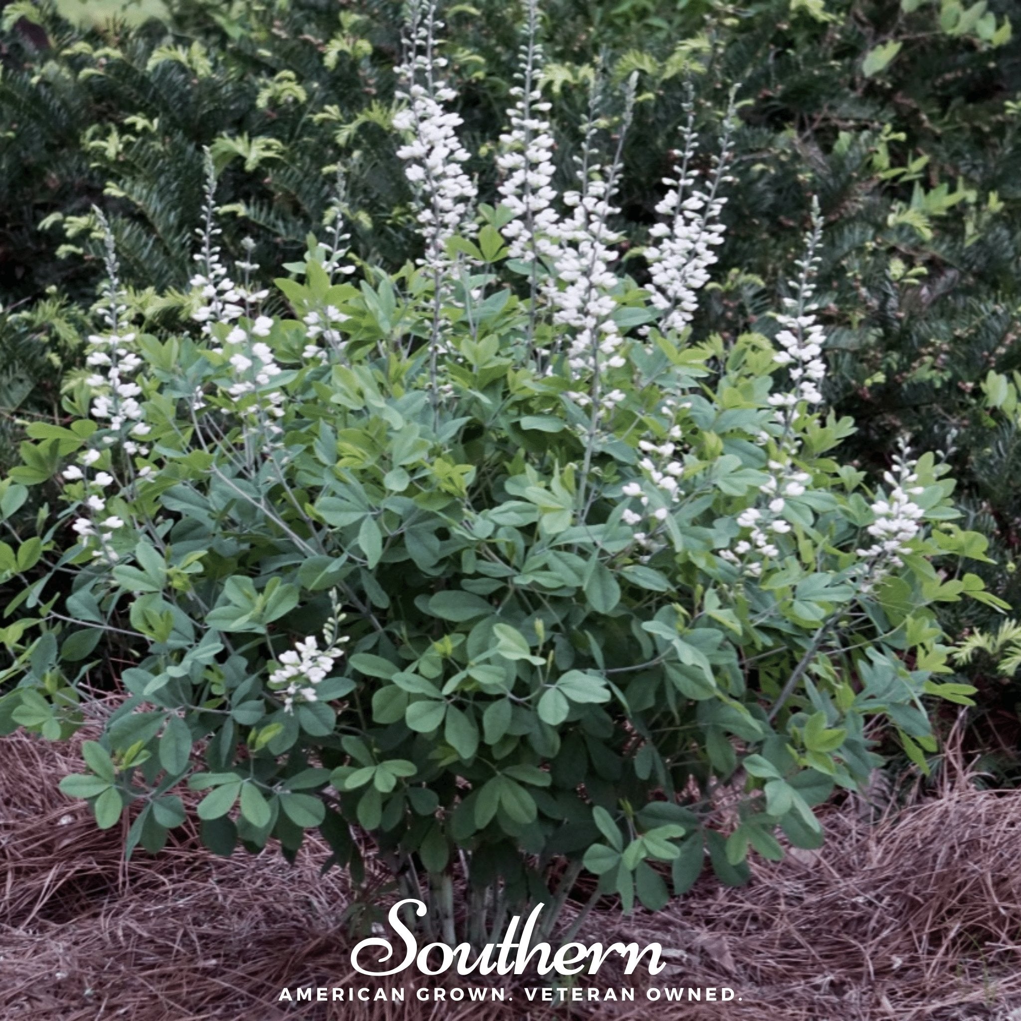 Indigo, Wild White (Baptisia alba) - 35 Seeds - Southern Seed Exchange