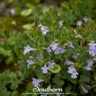 Ivy, Ground (Glechoma Hederacea) - 25 Seeds - Southern Seed Exchange