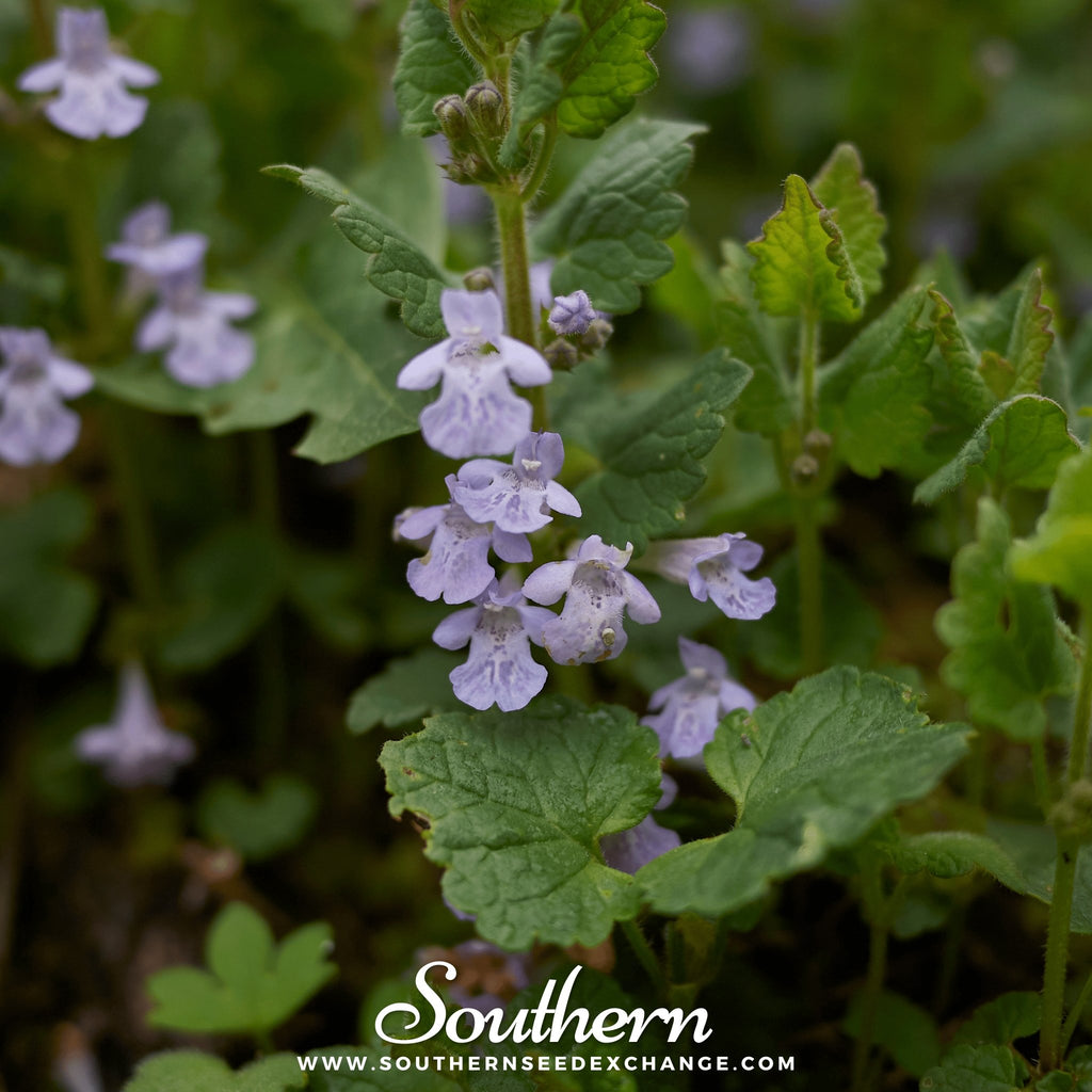 Ivy, Ground (Glechoma Hederacea) - 25 Seeds - Southern Seed Exchange