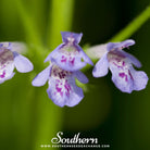 Ivy, Ground (Glechoma Hederacea) - 25 Seeds - Southern Seed Exchange