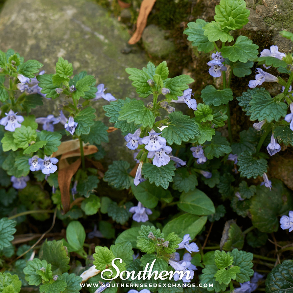 Ivy, Ground (Glechoma Hederacea) - 25 Seeds - Southern Seed Exchange