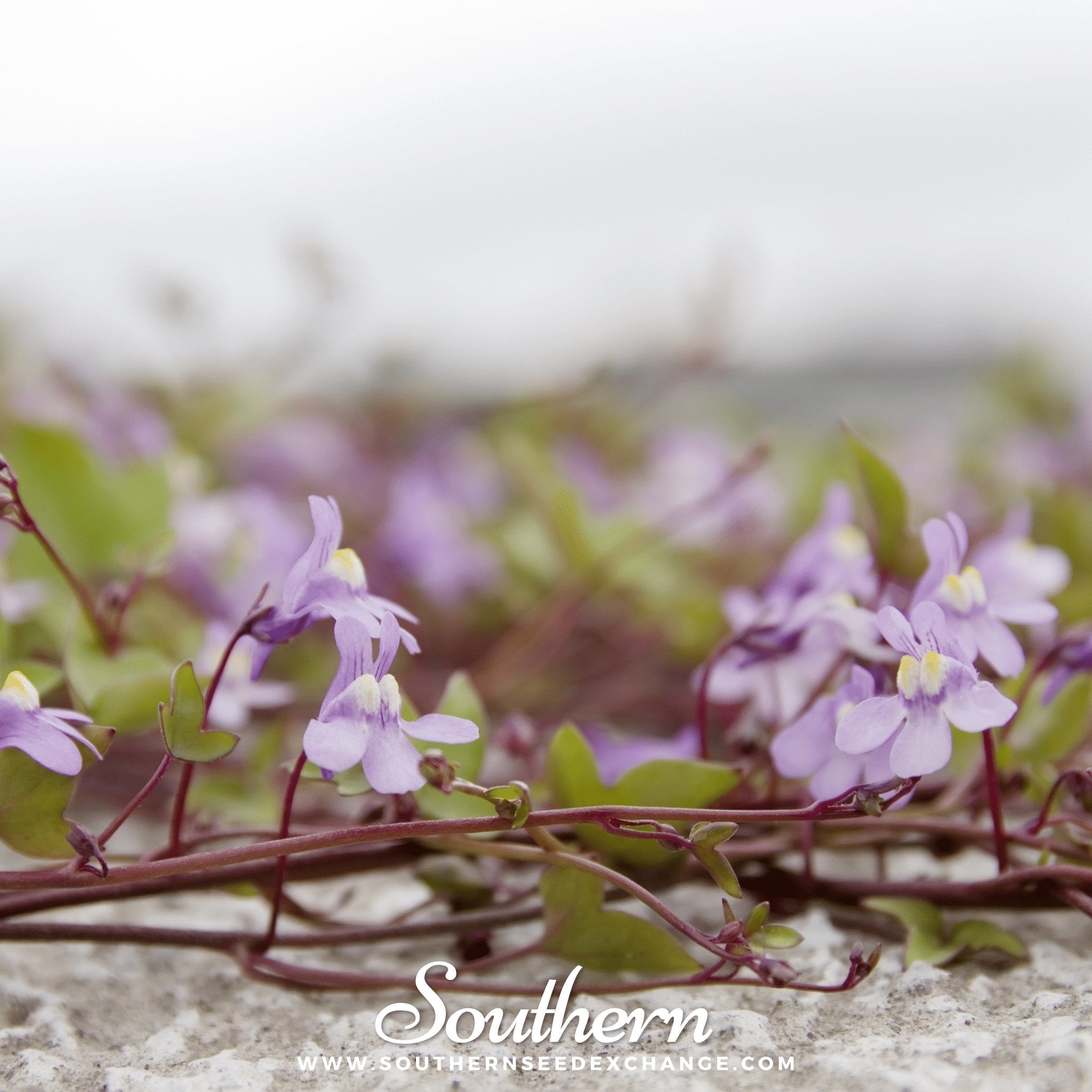 Ivy, Kenilworth (Cymbalaria Muralis) - 100 Seeds - Southern Seed Exchange