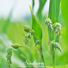 Job's Tears (Coix Lacryma-jobi) - 10 Seeds - Southern Seed Exchange